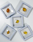 PICK YOUR OWN: DOMINICAN BUGGY AMBER