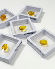 PICK YOUR OWN: DOMINICAN BUGGY AMBER