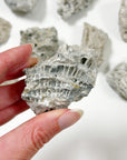 FOSSILIZED CORAL - RAW