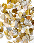 AGATIZED CORAL TUMBLE (SMALL) - agatized coral, Black Friday sale, bulk, coral, coral fossil, emotional support, fossil coral, pocket crystal, pocket crystals, pocket stone, tumble, tumbled, tumbled stone, tumbles - The Mineral Maven