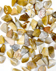 AGATIZED CORAL TUMBLE (SMALL) - agatized coral, Black Friday sale, bulk, coral, coral fossil, emotional support, fossil coral, pocket crystal, pocket crystals, pocket stone, tumble, tumbled, tumbled stone, tumbles - The Mineral Maven