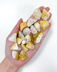 AGATIZED CORAL TUMBLE (SMALL) - agatized coral, Black Friday sale, bulk, coral, coral fossil, emotional support, fossil coral, pocket crystal, pocket crystals, pocket stone, tumble, tumbled, tumbled stone, tumbles - The Mineral Maven