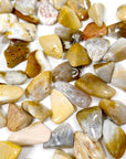 AGATIZED CORAL TUMBLE (SMALL) - agatized coral, Black Friday sale, bulk, coral, coral fossil, emotional support, fossil coral, pocket crystal, pocket crystals, pocket stone, tumble, tumbled, tumbled stone, tumbles - The Mineral Maven
