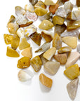 AGATIZED CORAL TUMBLE (SMALL) - agatized coral, Black Friday sale, bulk, coral, coral fossil, emotional support, fossil coral, pocket crystal, pocket crystals, pocket stone, tumble, tumbled, tumbled stone, tumbles - The Mineral Maven