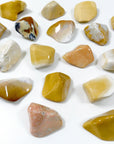 AGATIZED CORAL XL TUMBLE - agatized coral, Black Friday sale, coral, coral fossil, emotional support, fossil coral, pocket crystal, pocket crystals, pocket stone, tumble, tumbled, tumbled stone, tumbles - The Mineral Maven