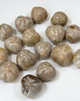 FOSSILIZED SEA BISCUIT (POLISHED) - fossilized sand dollar, sand dollar, sea biscuit - The Mineral Maven