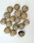 FOSSILIZED SEA BISCUIT (POLISHED) - fossilized sand dollar, sand dollar, sea biscuit - The Mineral Maven