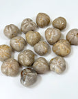 FOSSILIZED SEA BISCUIT (POLISHED) - fossilized sand dollar, sand dollar, sea biscuit - The Mineral Maven
