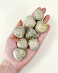 FOSSILIZED SEA BISCUIT (POLISHED) - fossilized sand dollar, sand dollar, sea biscuit - The Mineral Maven