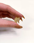 LIBYAN DESERT GLASS 6 - libyan desert glass, new year new crystals, tektite - The Mineral Maven