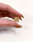 LIBYAN DESERT GLASS 6 - libyan desert glass, new year new crystals, tektite - The Mineral Maven