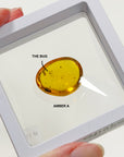 PICK YOUR OWN: DOMINICAN BUGGY AMBER