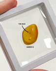 PICK YOUR OWN: DOMINICAN BUGGY AMBER
