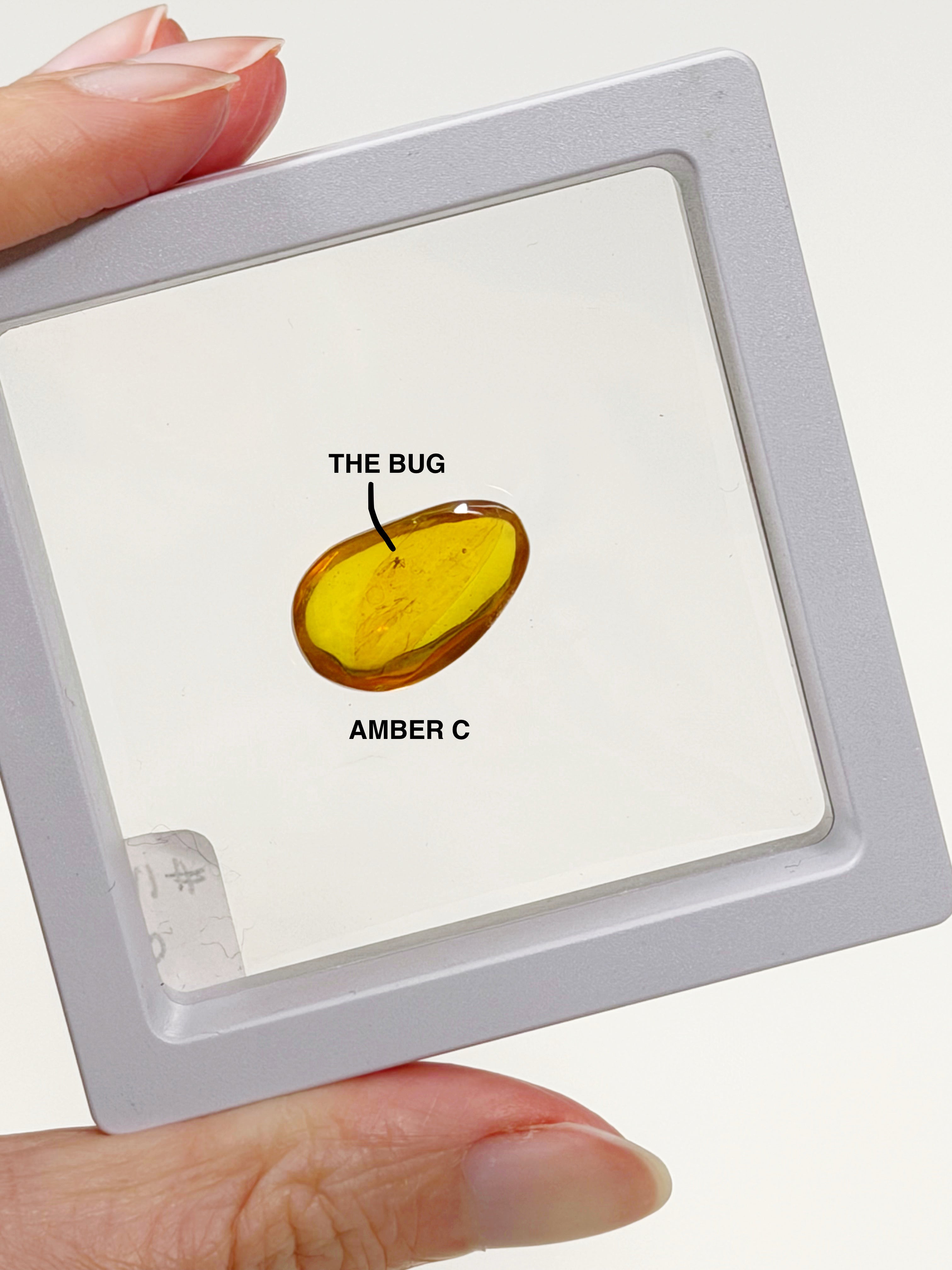 PICK YOUR OWN: DOMINICAN BUGGY AMBER