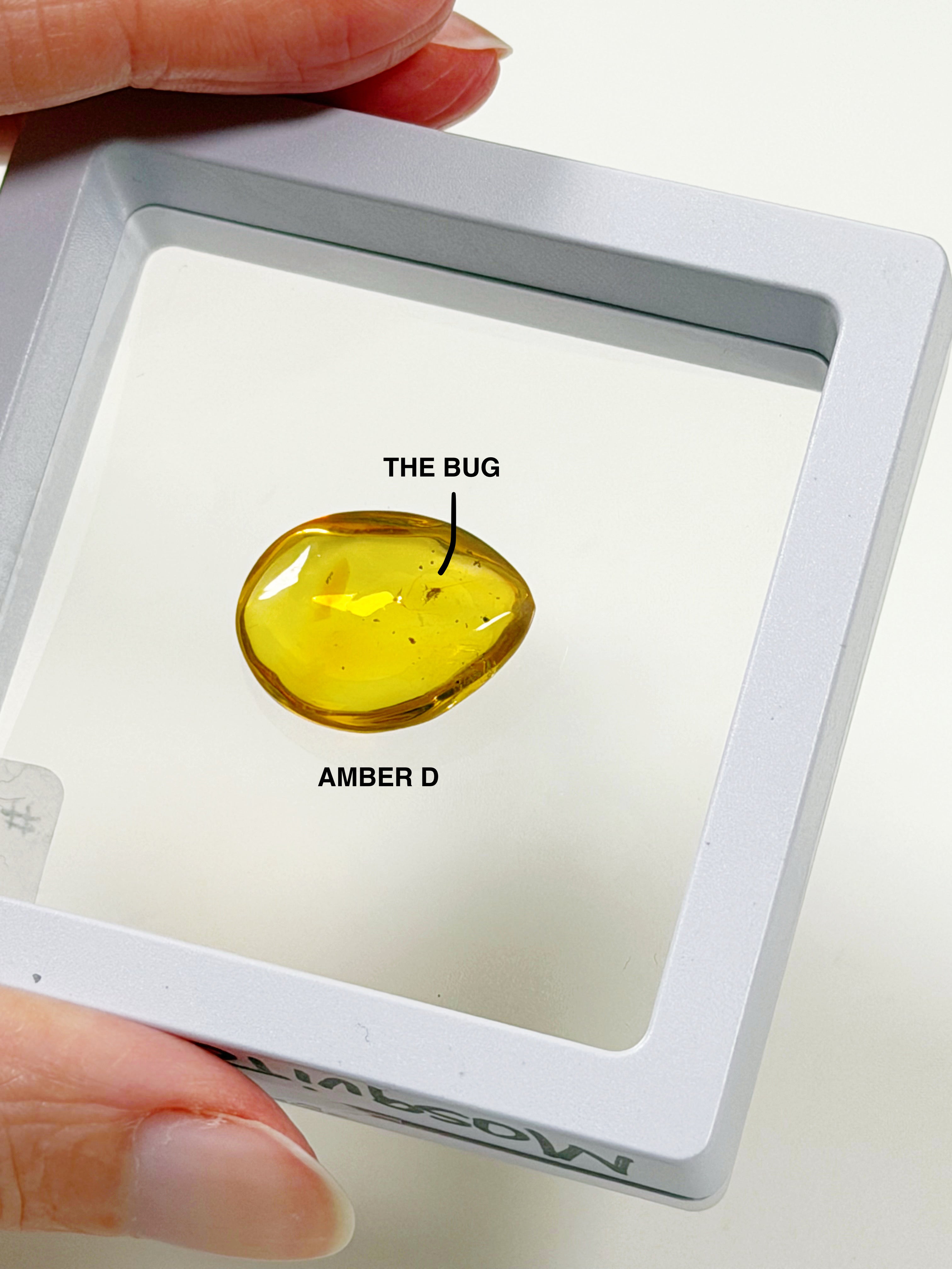 PICK YOUR OWN: DOMINICAN BUGGY AMBER