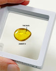 PICK YOUR OWN: DOMINICAN BUGGY AMBER