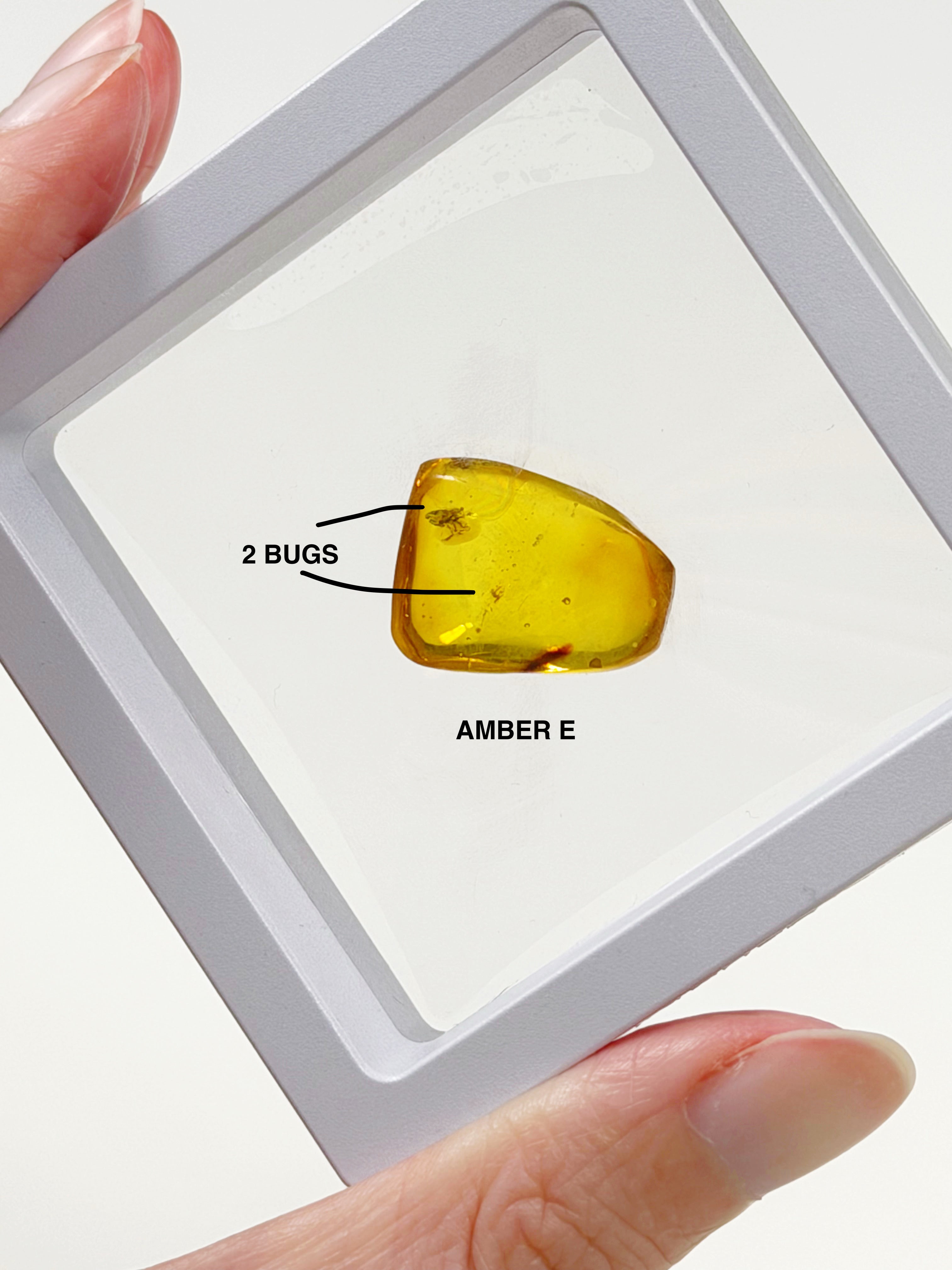 PICK YOUR OWN: DOMINICAN BUGGY AMBER