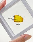 PICK YOUR OWN: DOMINICAN BUGGY AMBER