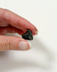 SIKHOTE-ALIN METEORITE 3
