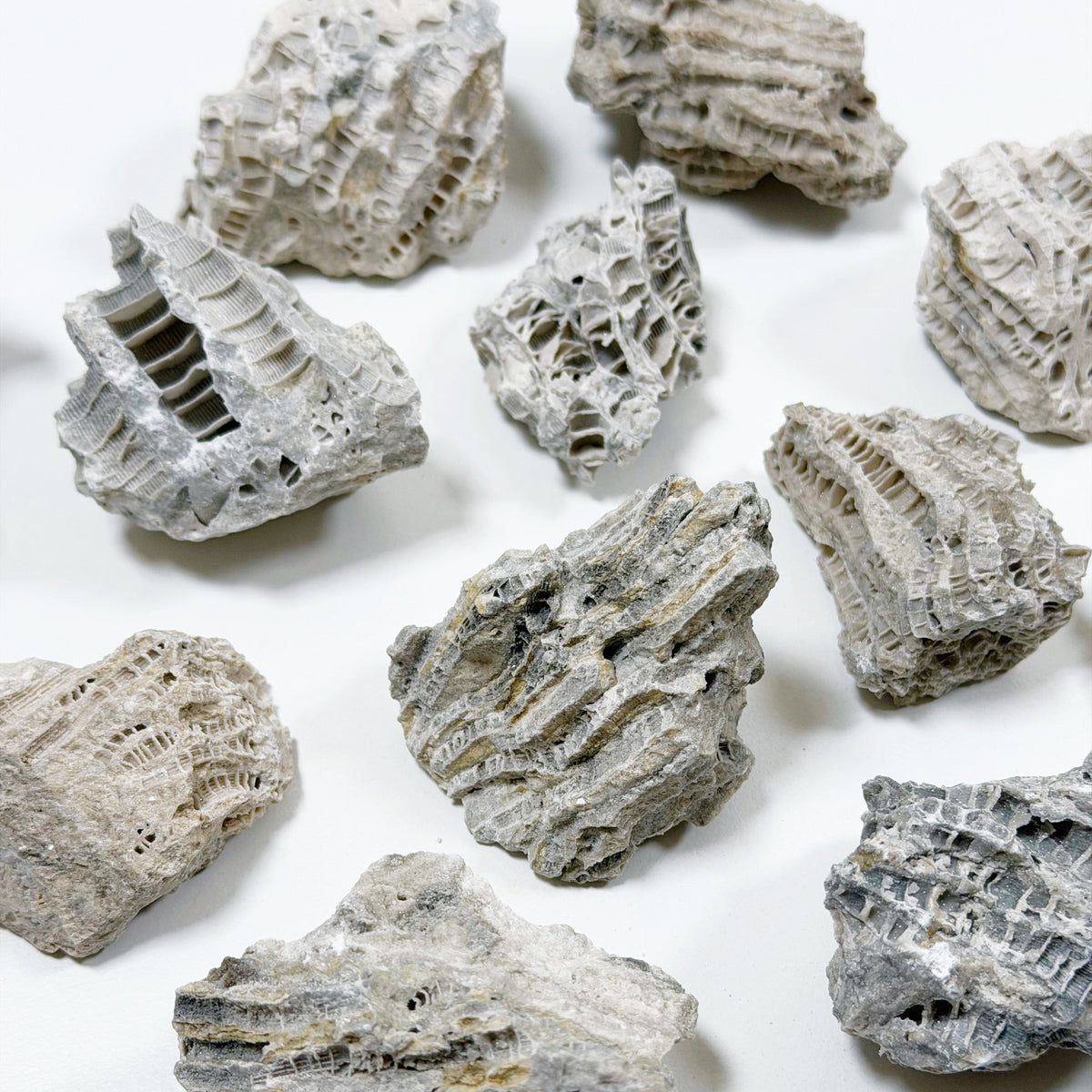 FOSSILIZED CORAL - RAW