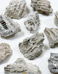 FOSSILIZED CORAL - RAW