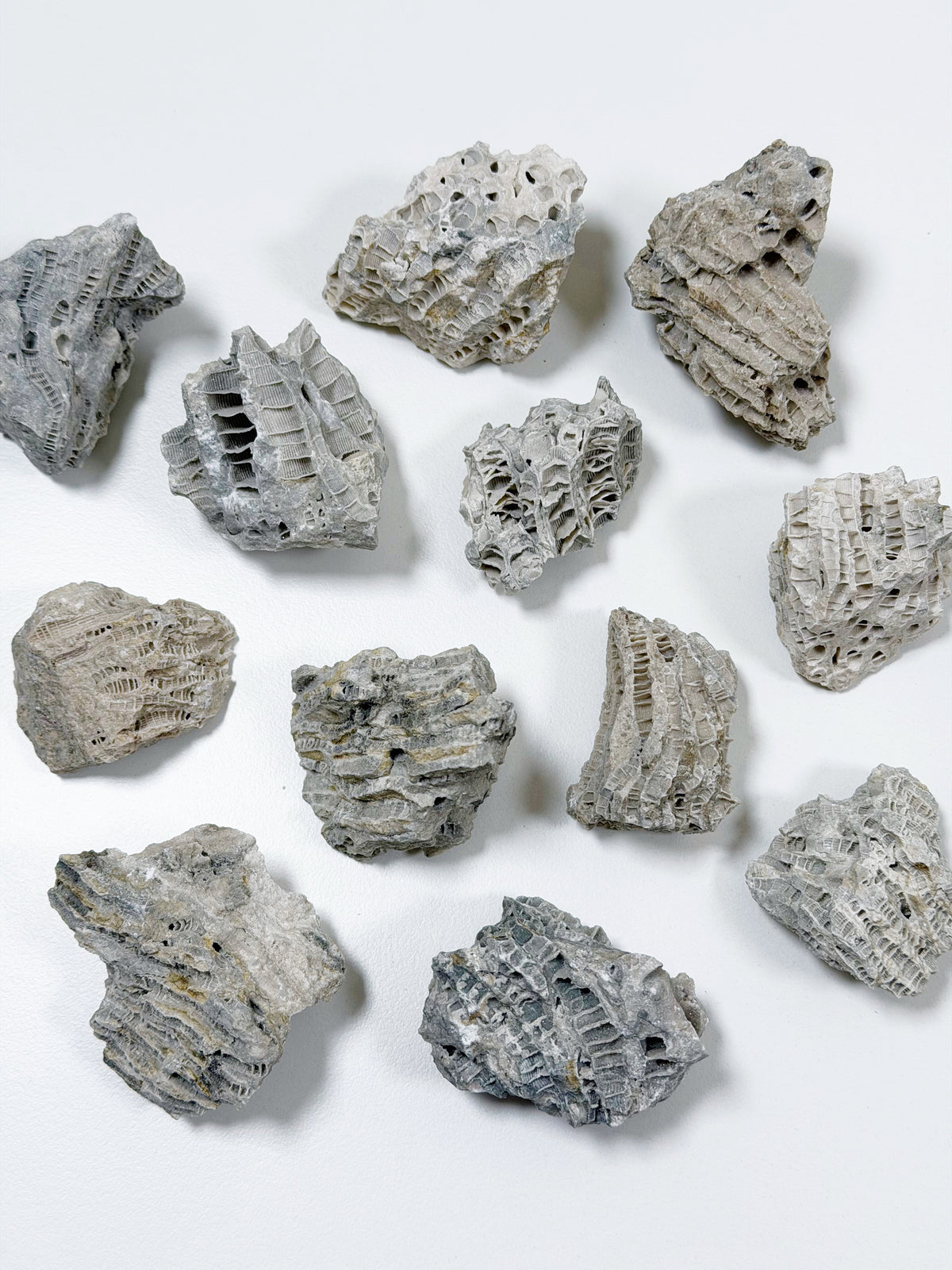 FOSSILIZED CORAL - RAW