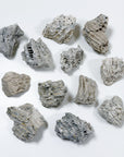 FOSSILIZED CORAL - RAW