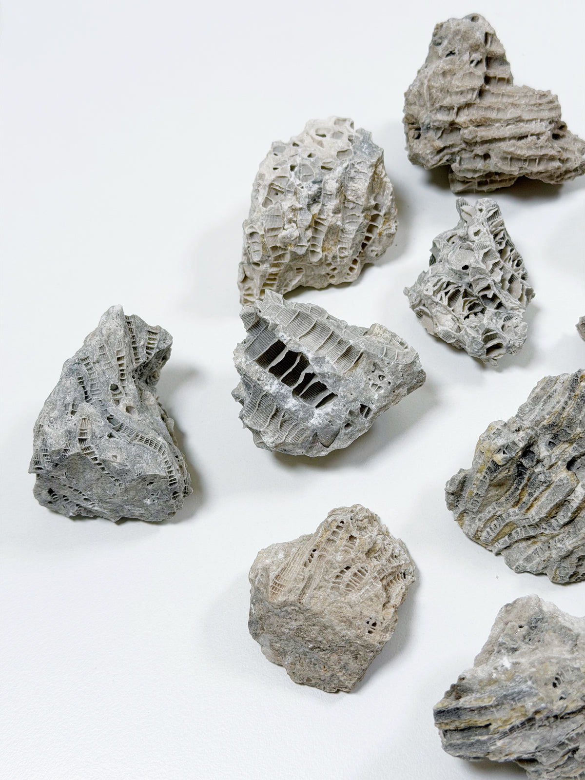 FOSSILIZED CORAL - RAW