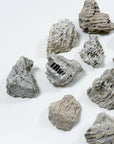 FOSSILIZED CORAL - RAW
