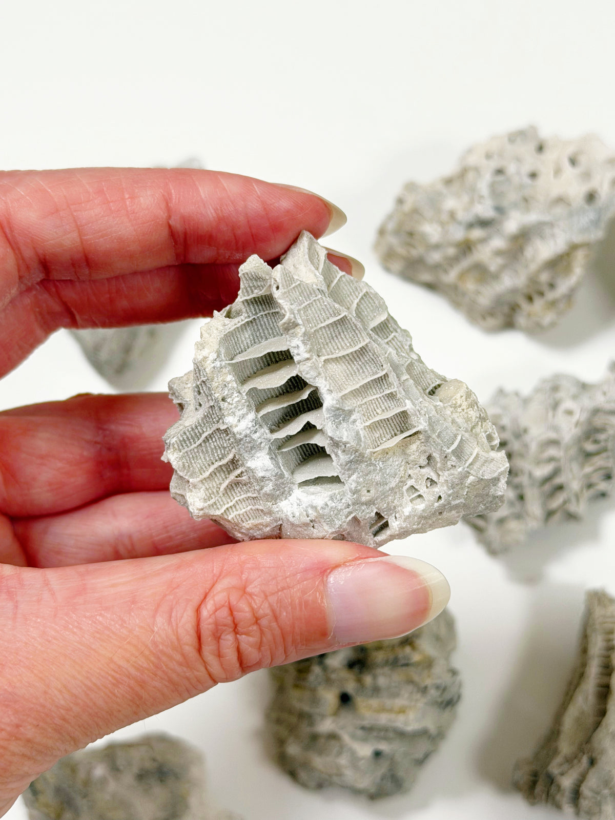 FOSSILIZED CORAL - RAW