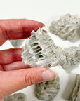 FOSSILIZED CORAL - RAW
