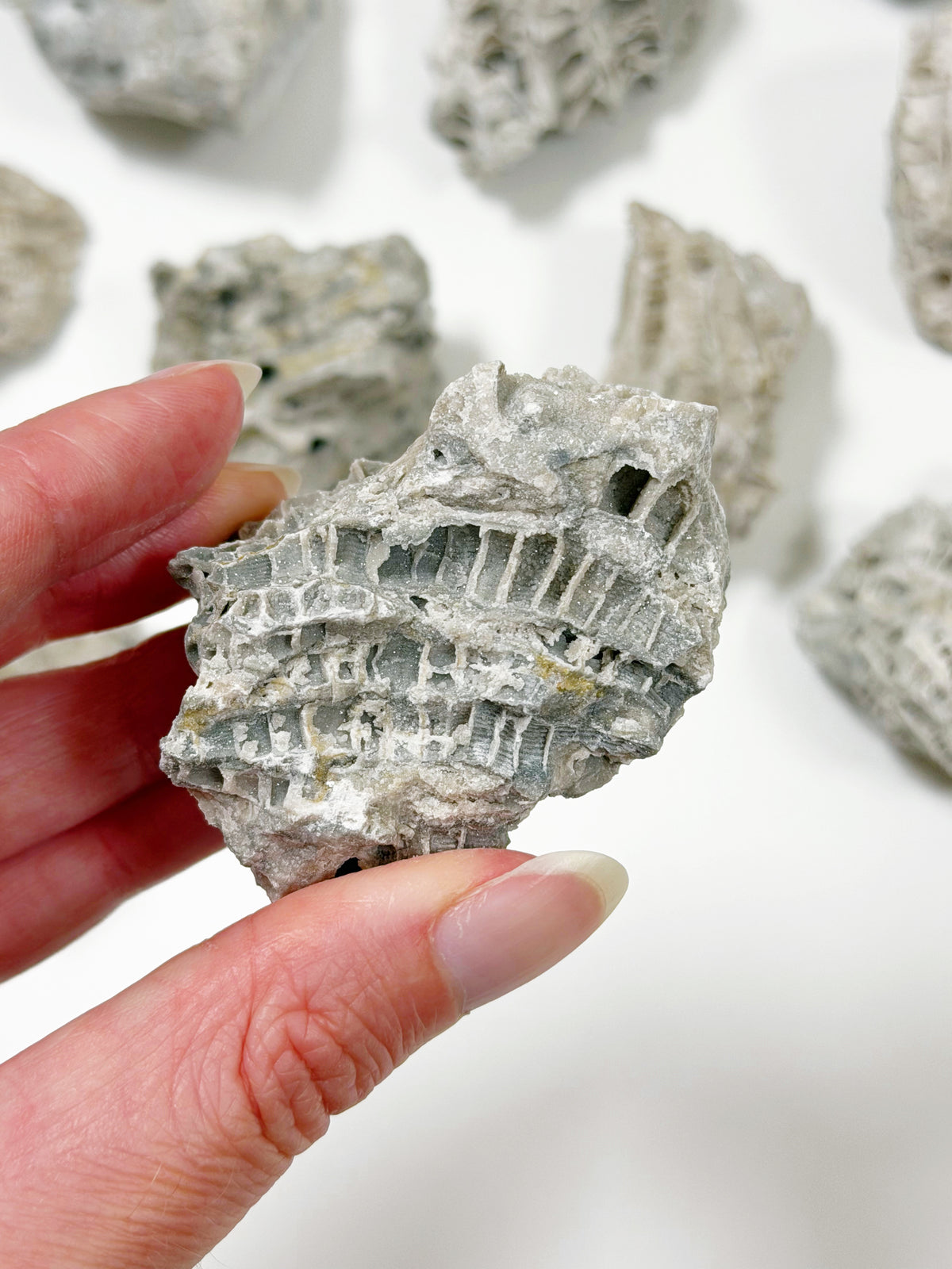 FOSSILIZED CORAL - RAW