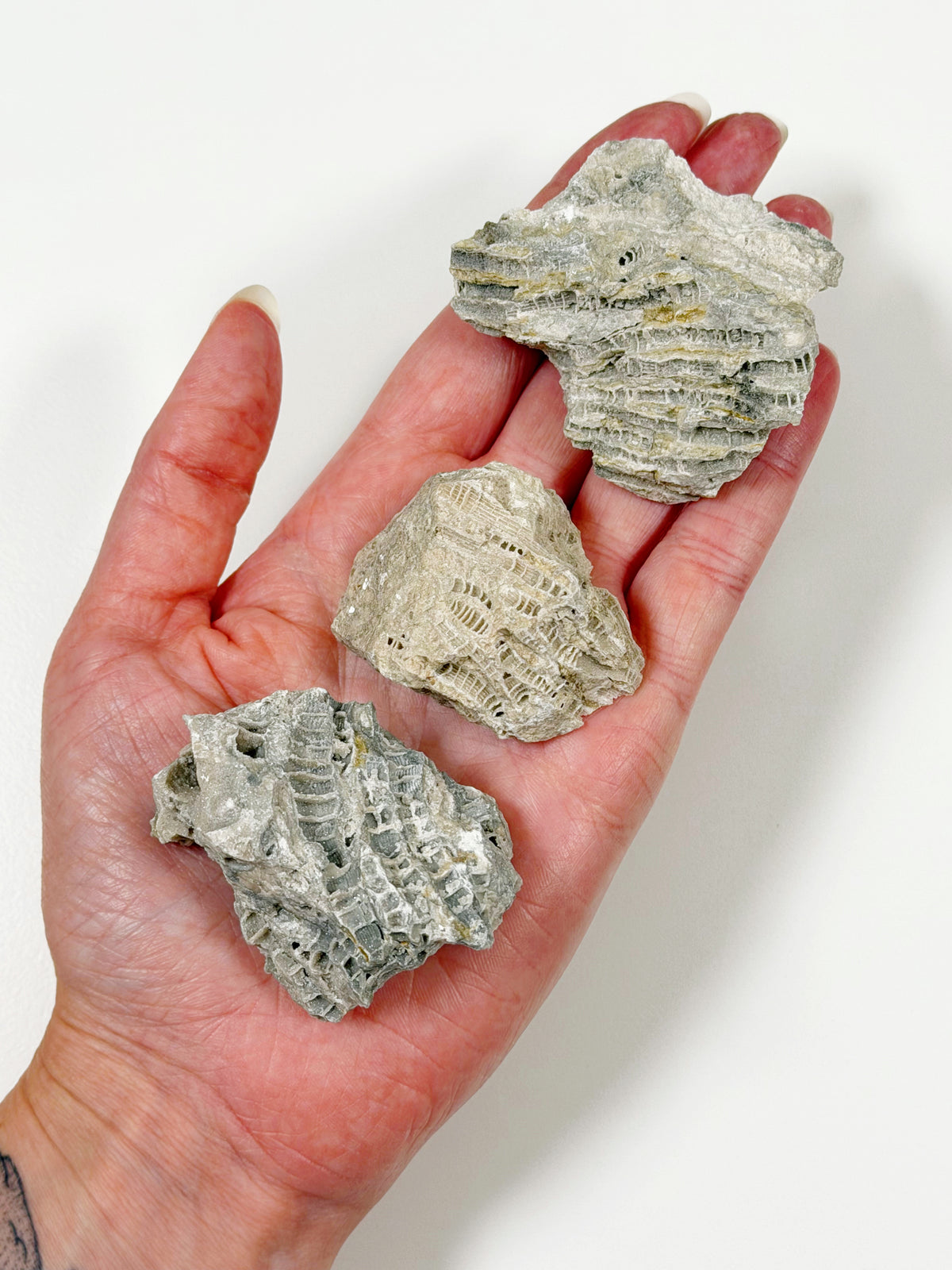 FOSSILIZED CORAL - RAW