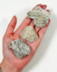 FOSSILIZED CORAL - RAW