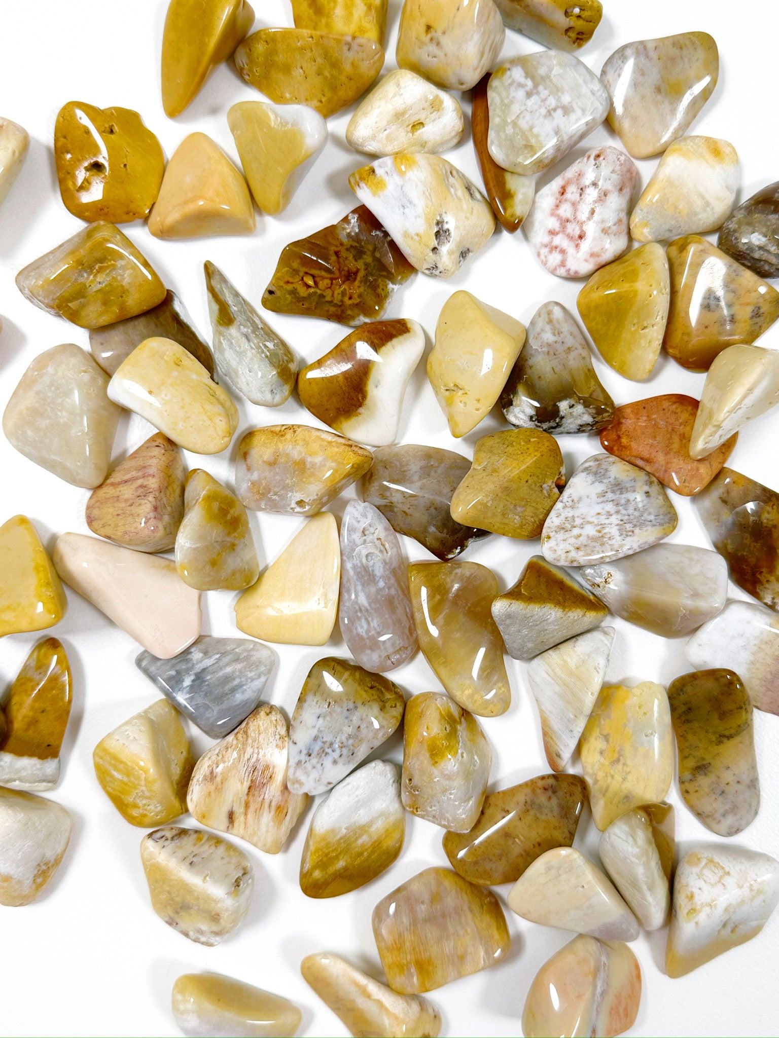 AGATIZED CORAL TUMBLE (SMALL) - agatized coral, bulk, coral, coral fossil, emotional support, fossil coral, pocket crystal, pocket crystals, pocket stone, recently added, tumble, tumbled, tumbled stone, tumbles - The Mineral Maven