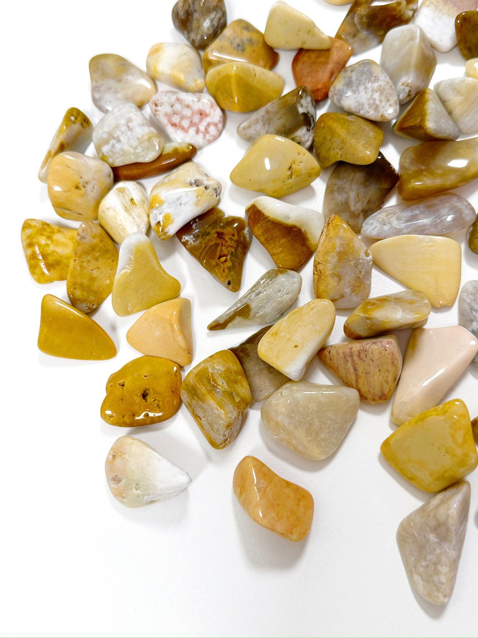AGATIZED CORAL TUMBLE (SMALL) - agatized coral, bulk, coral, coral fossil, emotional support, fossil coral, pocket crystal, pocket crystals, pocket stone, recently added, tumble, tumbled, tumbled stone, tumbles - The Mineral Maven