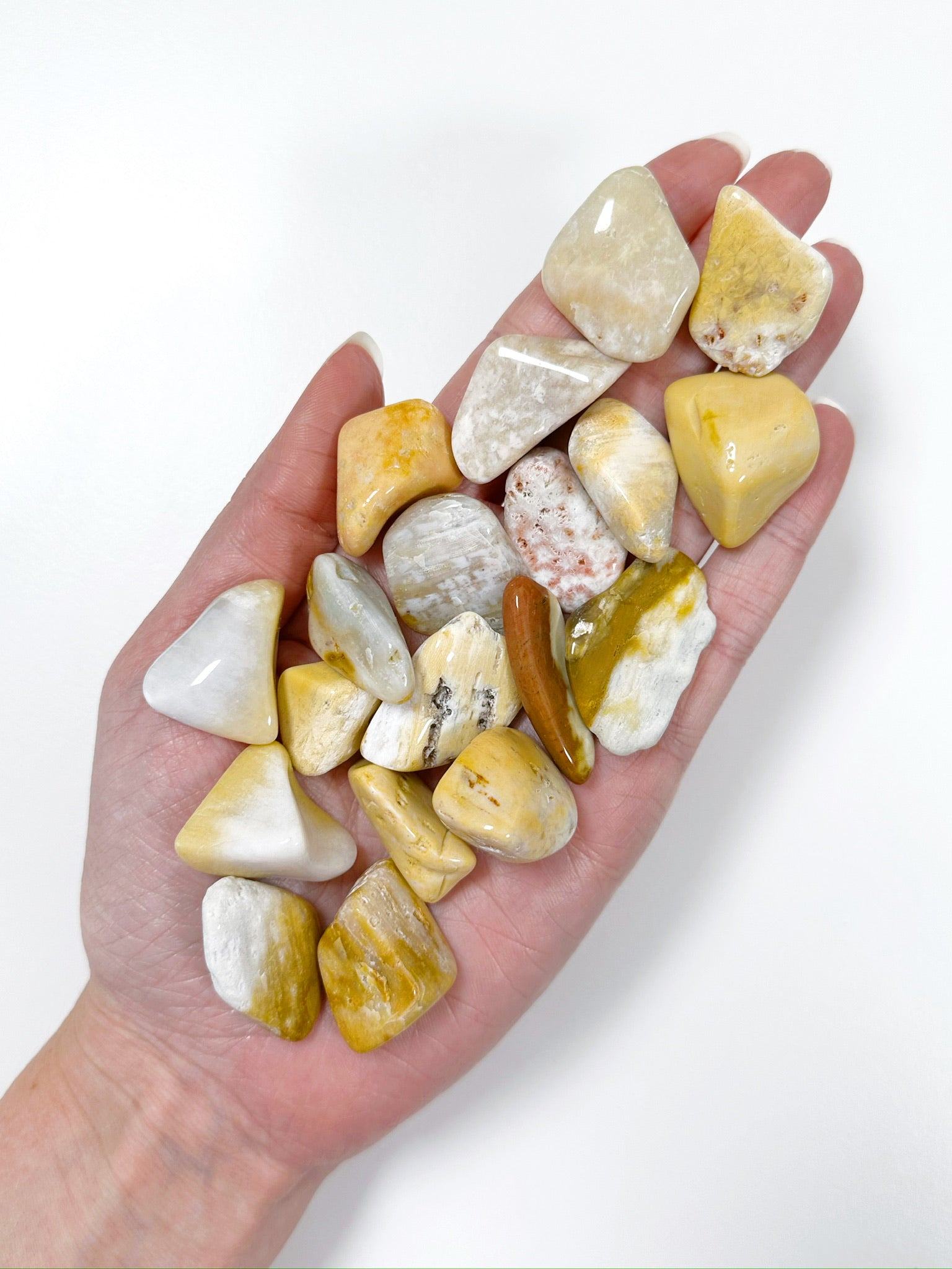 AGATIZED CORAL TUMBLE (SMALL) - agatized coral, bulk, coral, coral fossil, emotional support, fossil coral, pocket crystal, pocket crystals, pocket stone, recently added, tumble, tumbled, tumbled stone, tumbles - The Mineral Maven