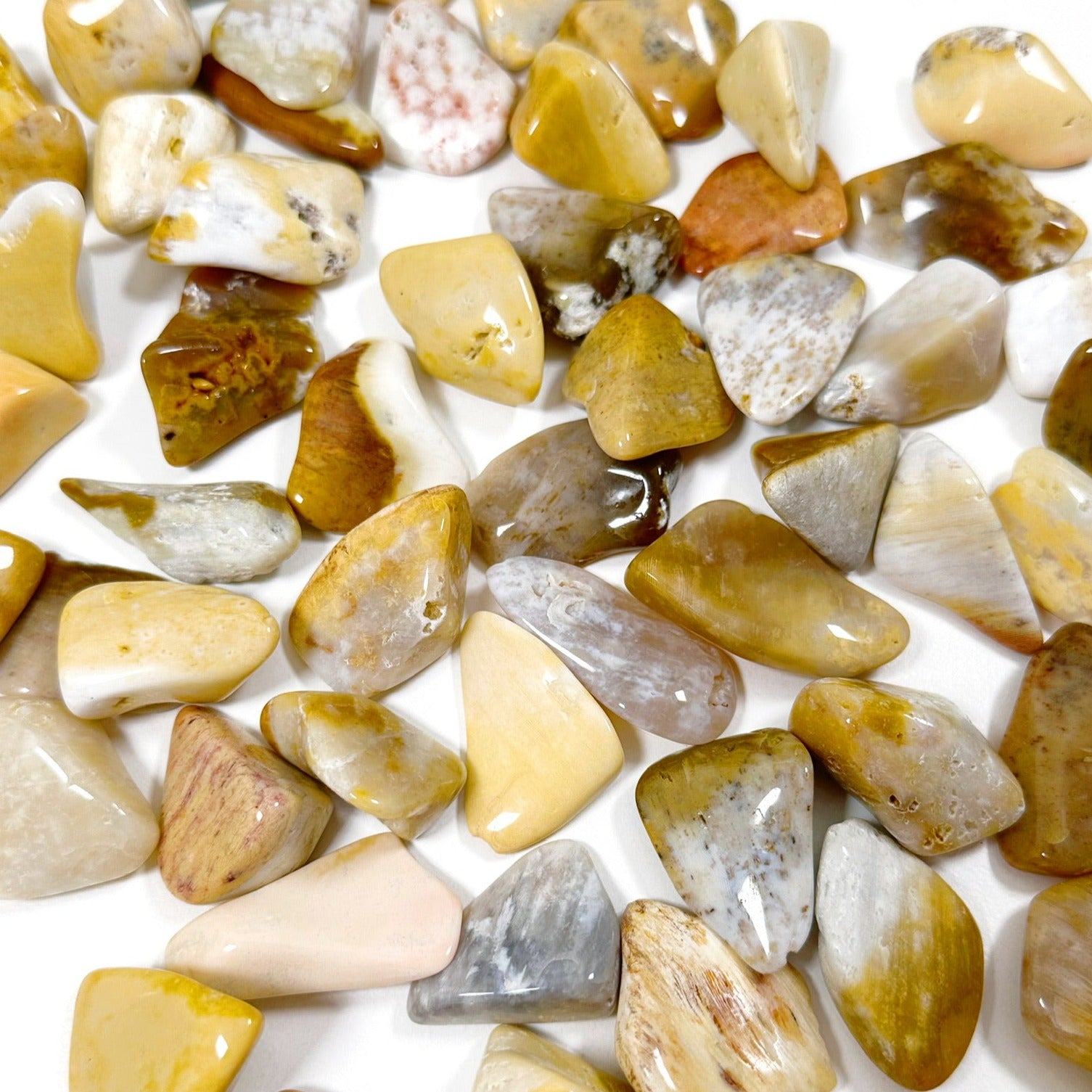AGATIZED CORAL TUMBLE (SMALL) - agatized coral, bulk, coral, coral fossil, emotional support, fossil coral, pocket crystal, pocket crystals, pocket stone, recently added, tumble, tumbled, tumbled stone, tumbles - The Mineral Maven