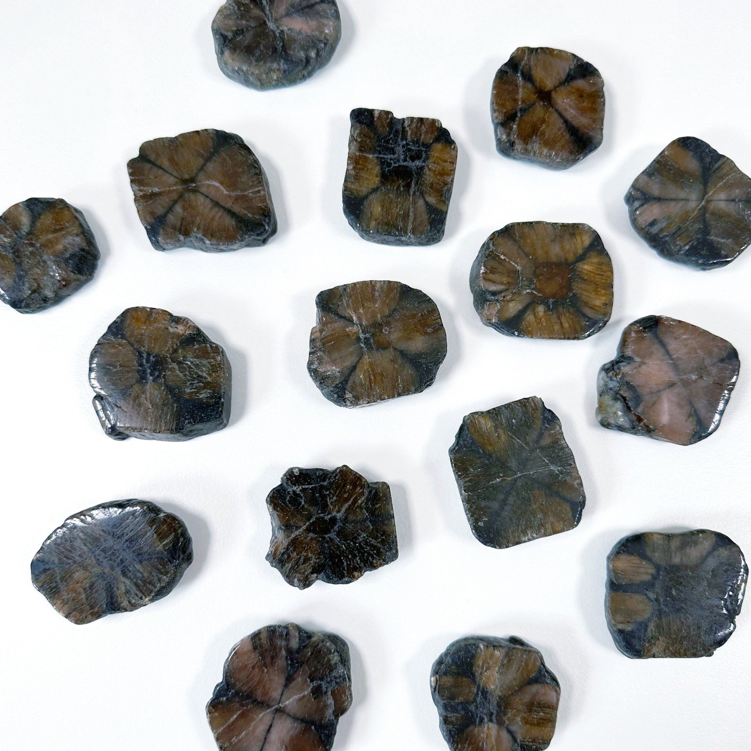 CHIASTOLITE - andalusite, Black Friday sale, chiastolite, cross stone, focus gift bundle, pocket crystal, pocket stone, polished, polished stone - The Mineral Maven
