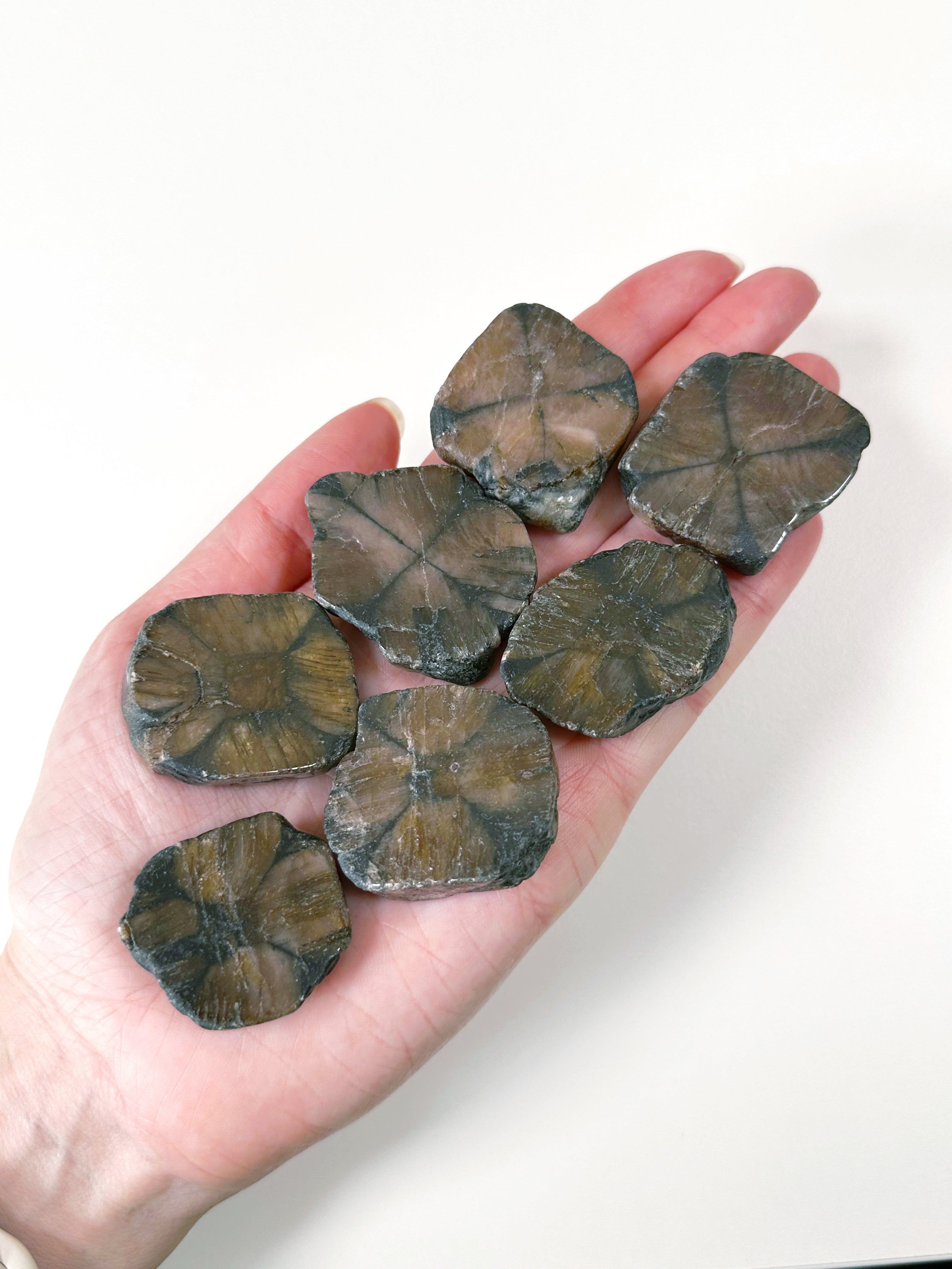 CHIASTOLITE - andalusite, Black Friday sale, chiastolite, cross stone, focus gift bundle, pocket crystal, pocket stone, polished, polished stone - The Mineral Maven