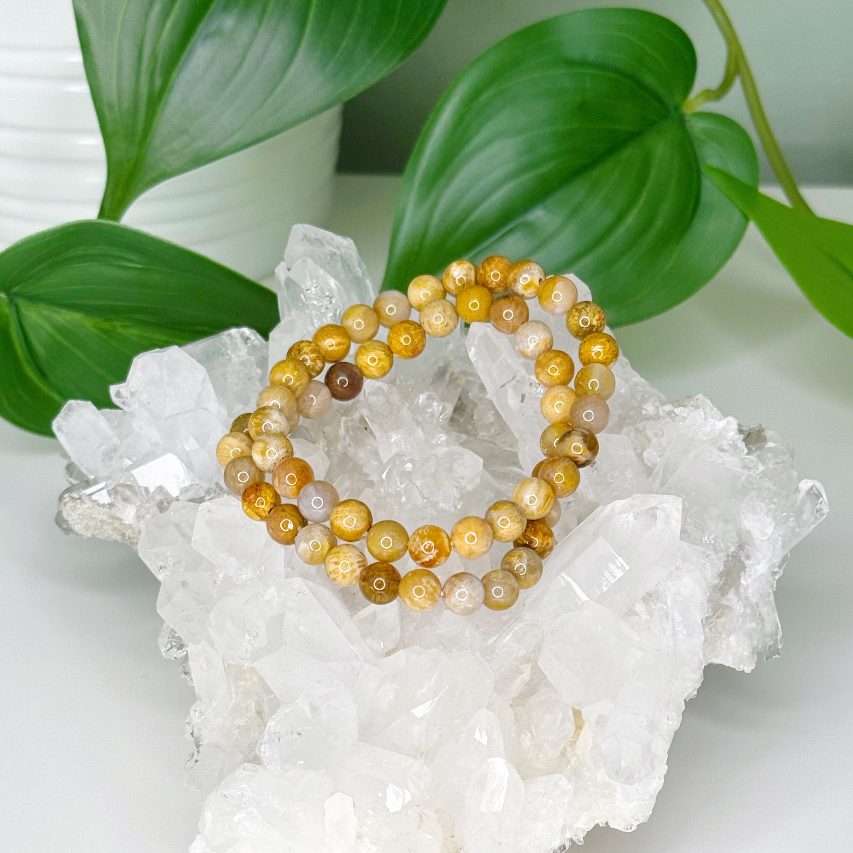 FOSSIL CORAL 6mm - HANDMADE CRYSTAL BRACELET - 6mm, bracelet, crystal bracelet, fossil coral, gemini, gemini stack, handmade bracelet, jewelry, mixed colors, scorpio, summerween collection, water, Wearable - The Mineral Maven