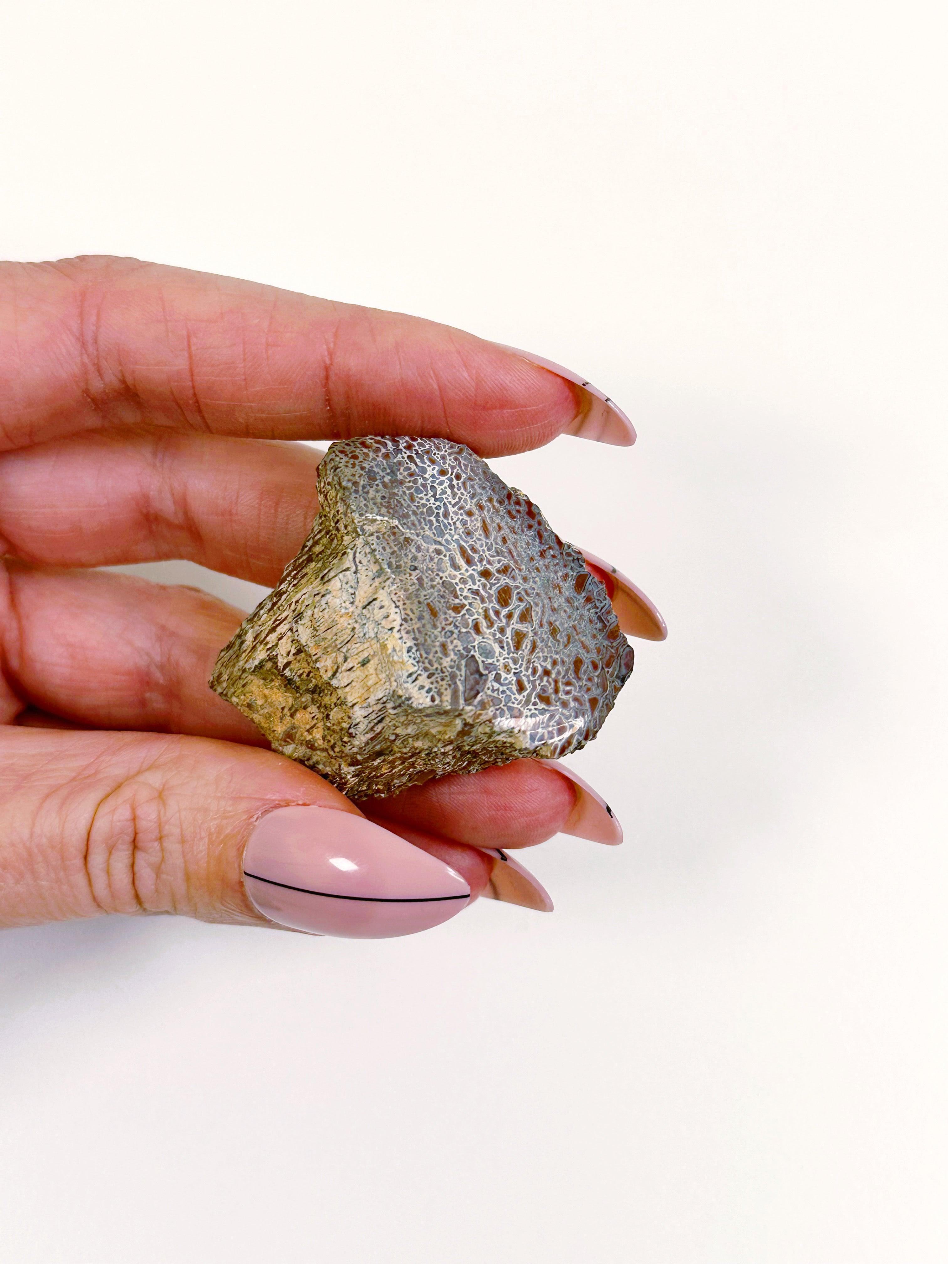 FOSSILIZED DINOSAUR BONE - 33 bday, 444 sale, dinosaur bone, fossil, fossilized, holiday sale, new year sale, raw crystal, recently added, Rough Stone - The Mineral Maven