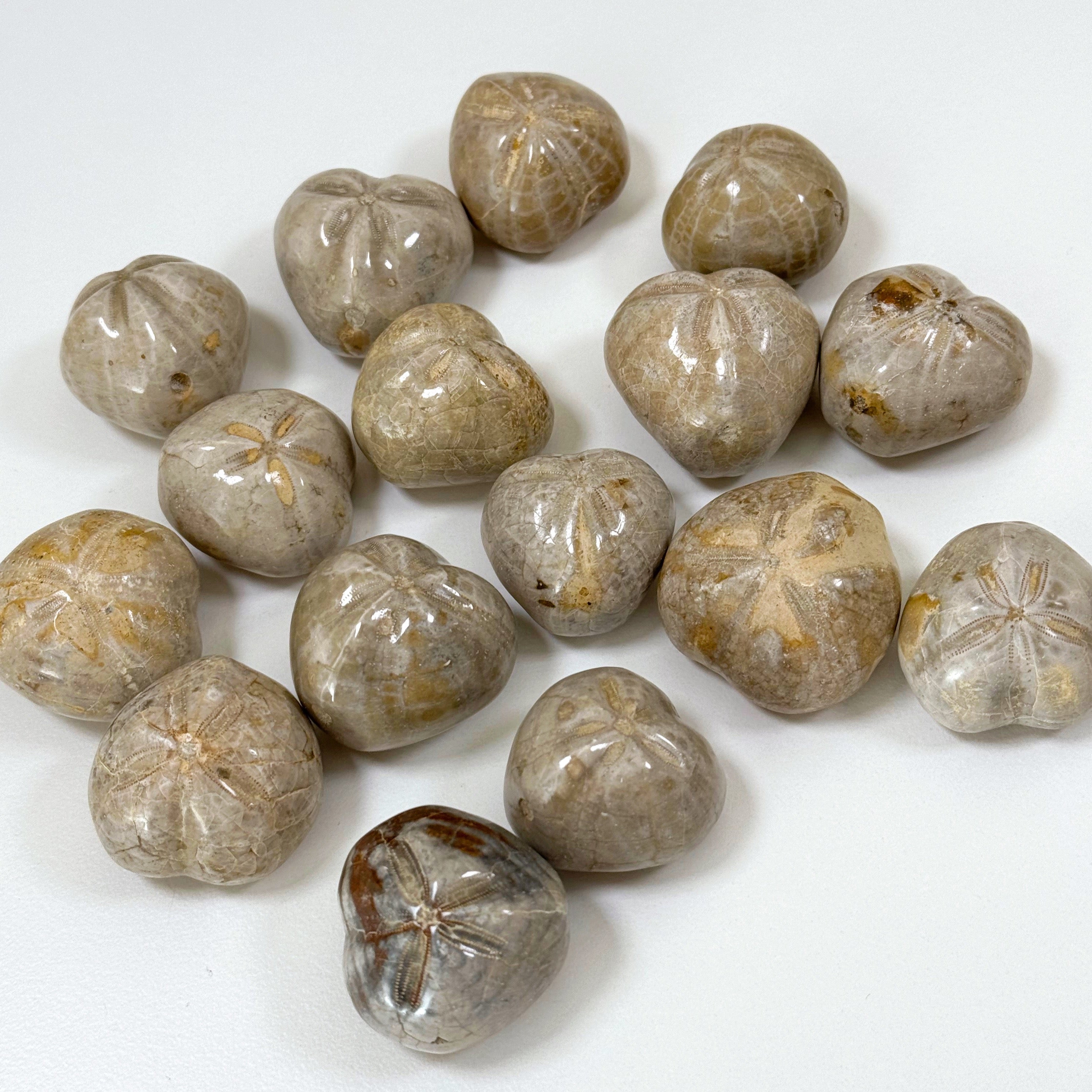 FOSSILIZED SEA BISCUIT (POLISHED) - fossilized sand dollar, sand dollar, sea biscuit - The Mineral Maven