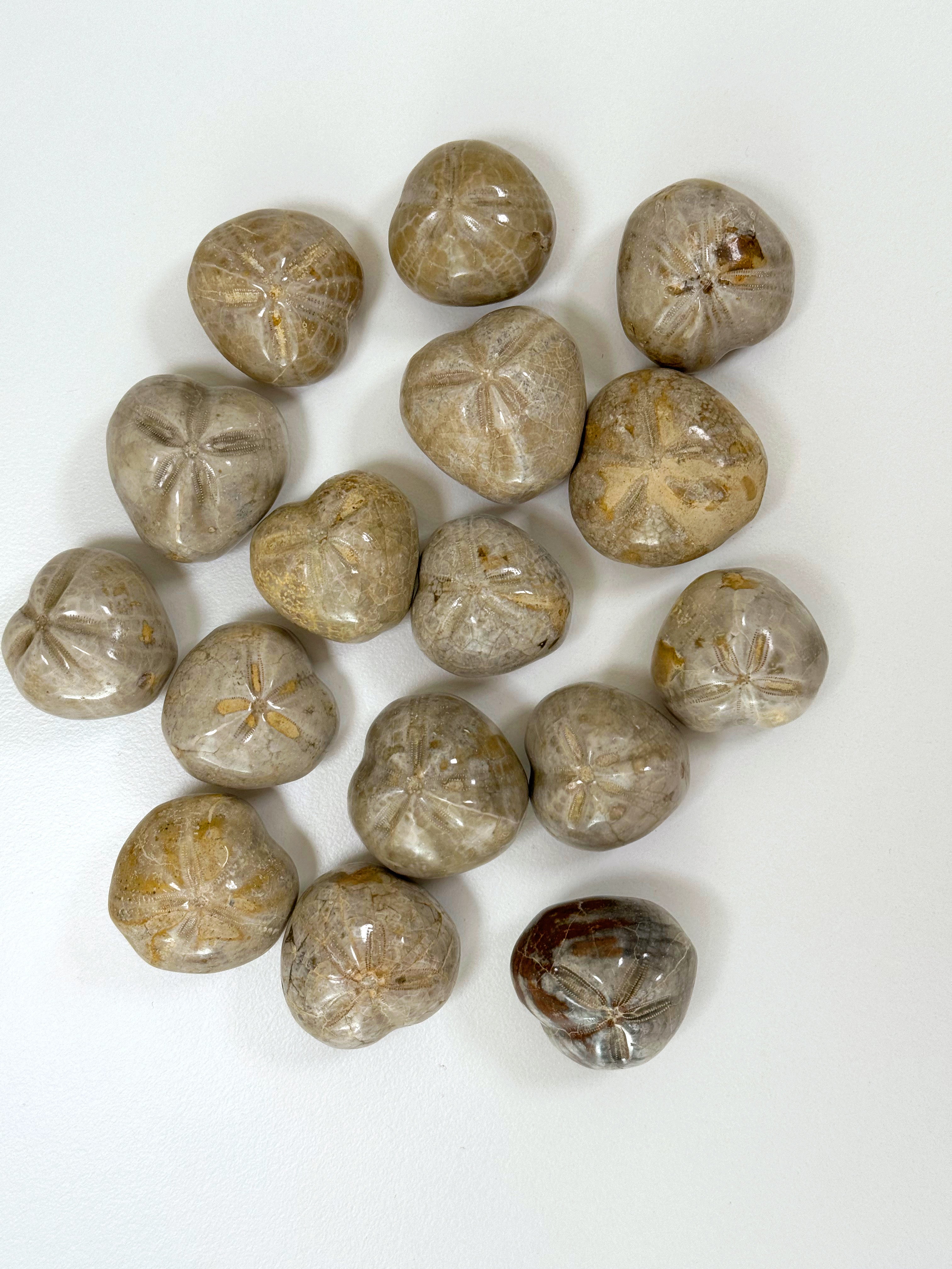 FOSSILIZED SEA BISCUIT (POLISHED) - fossilized sand dollar, sand dollar, sea biscuit - The Mineral Maven