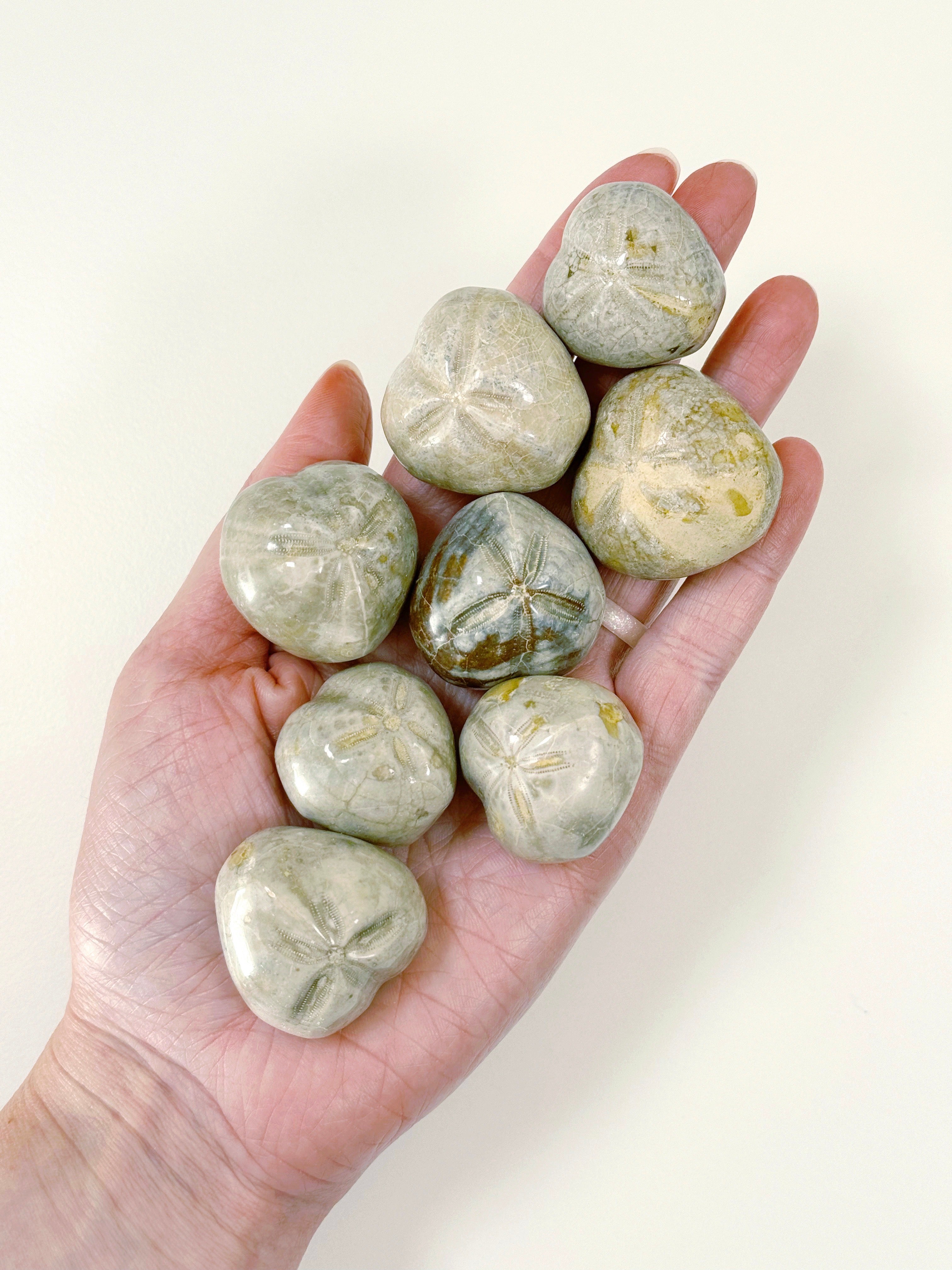 FOSSILIZED SEA BISCUIT (POLISHED) - fossilized sand dollar, sand dollar, sea biscuit - The Mineral Maven